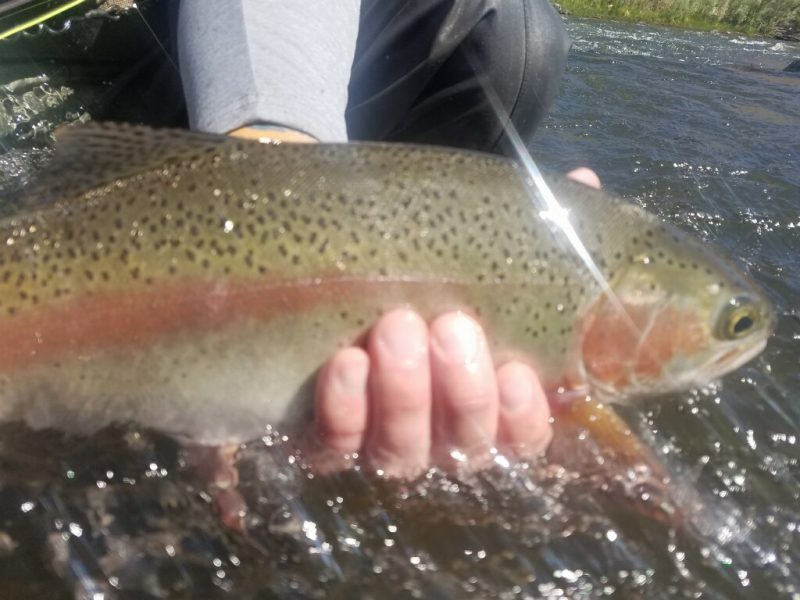 Truckee River Rainbow