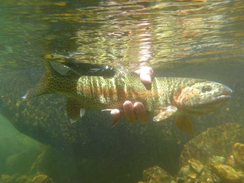 steelhead california fishing planet steelhead california fishing planet