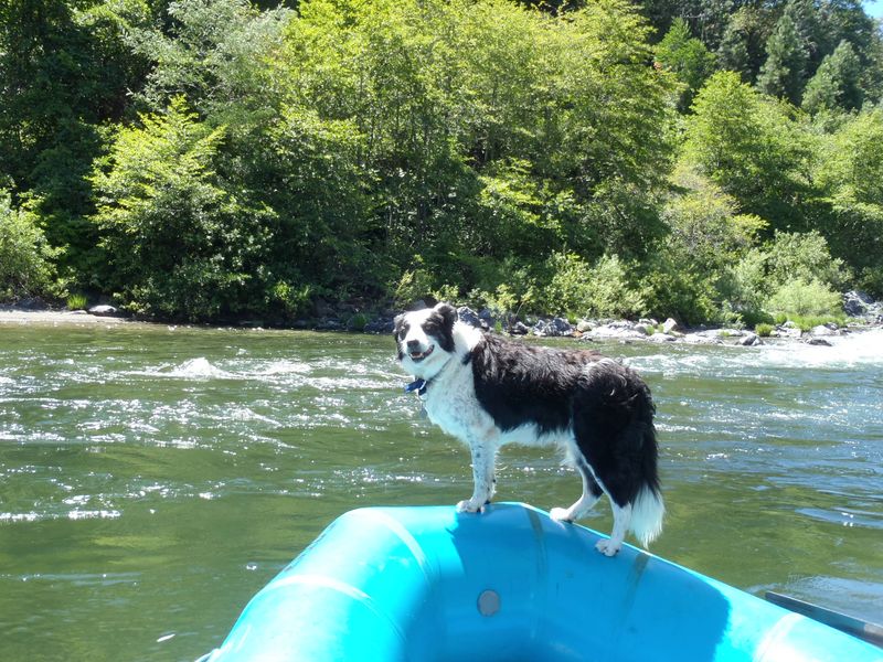 Beefy Trout Fly Fishing Dog