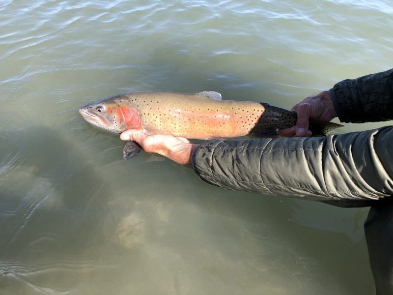 Group Fly Fishing Guide Outfitters Pyramid lake