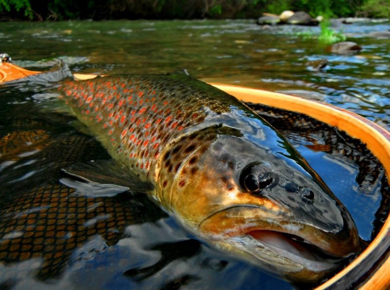 Romania fly fishing stories reports
