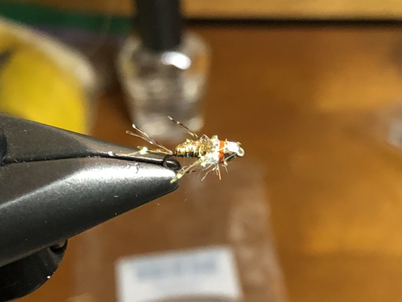 California Golden State Fly