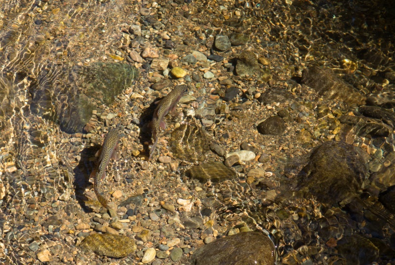 McCloud Trout in Costa Rica