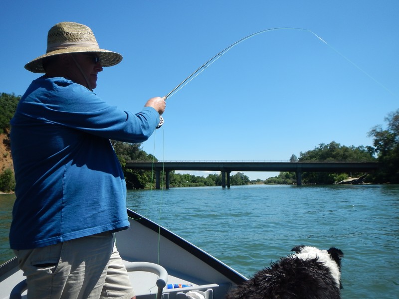 Beef Dog Jack Trout Fly Fishing