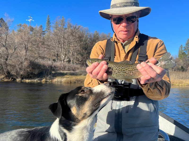 Brown Trout fishing California